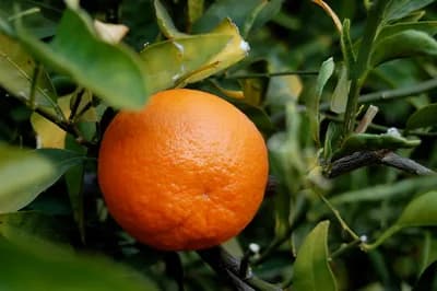 Tangerine (2015)