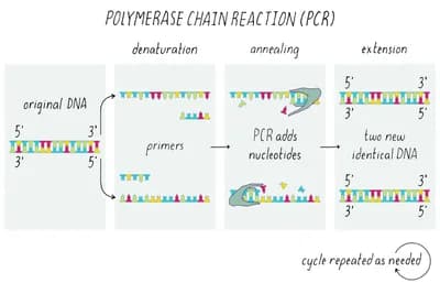 Polymerase Chain Reaction (PCR)