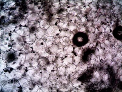 #1 Cell Theory — Top 10 Biology Discoveries That Transformed Medicine, Agriculture, and Life Science