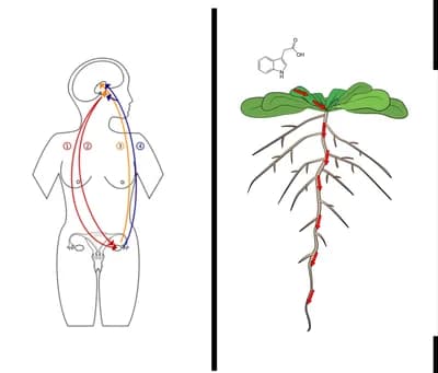 Discovery of Hormones