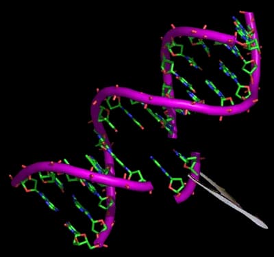 Synthetic Organism Creation
