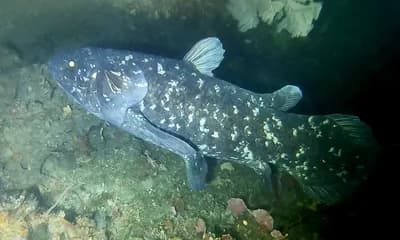 Discovery of the Coelacanth