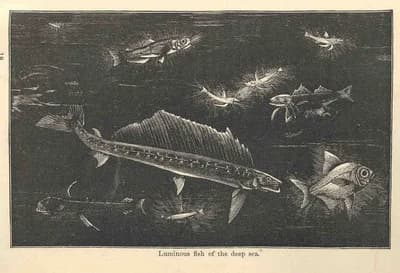 Deep-Sea Bioluminescence