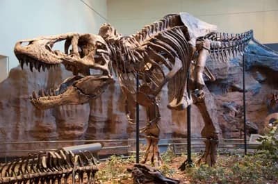 Tyrannosaurus rex (1905)