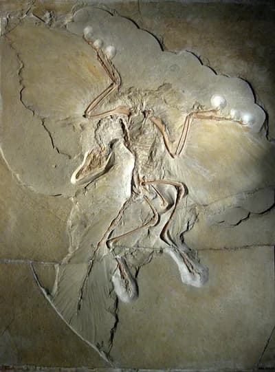 Archaeopteryx (1861)