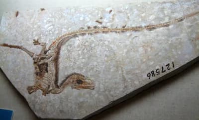 Sinosauropteryx (1996)