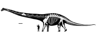 Dreadnoughtus schrani (2014)