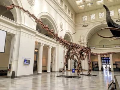Patagotitan mayorum (2017)