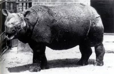Javan Rhinoceros