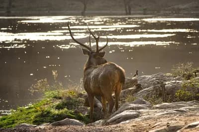 Ranthambore National Park, India
