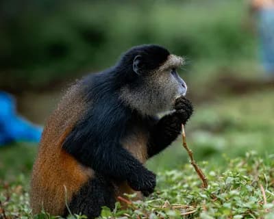 Volcanoes National Park, Rwanda
