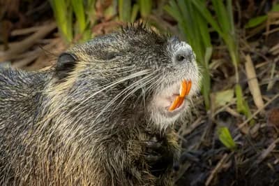Culling Invasive Species