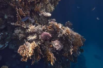 Red Sea Coral Reef, Egypt