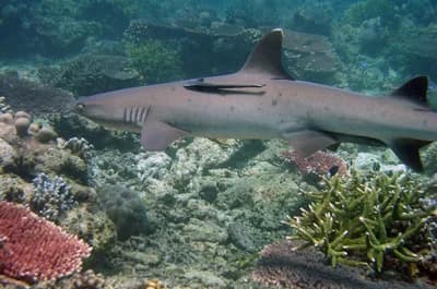 Tubbataha Reefs Natural Park, Philippines