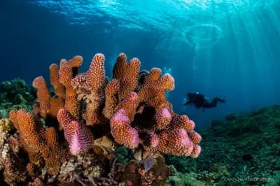 Wakatobi Reef, Indonesia