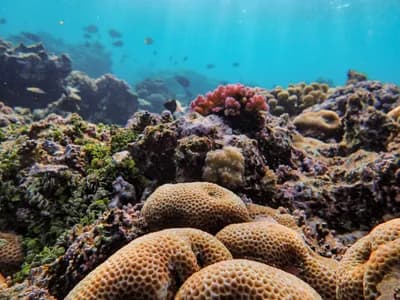 Mass Coral Reef Extinction