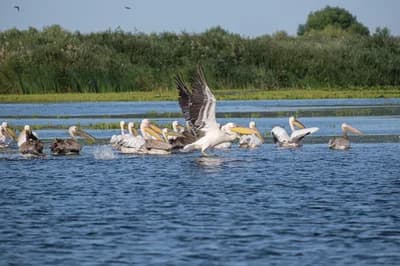 Danube Delta, Romania
