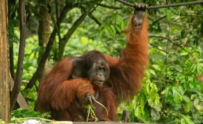 Sepilok, Sabah, Malaysian Borneo