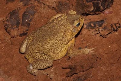 Cane Toad (Rhinella marina)