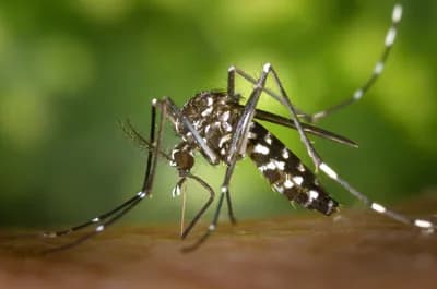 Asian Tiger Mosquito (Aedes albopictus)