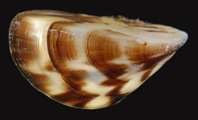 Zebra Mussel (Dreissena polymorpha)