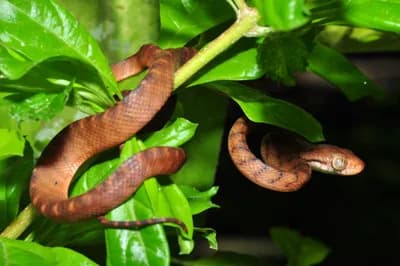 Brown Tree Snake (Boiga irregularis)
