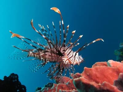 Lionfish (Pterois volitans)