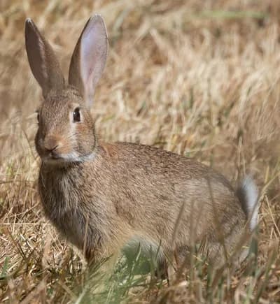 European Rabbit (Oryctolagus cuniculus)