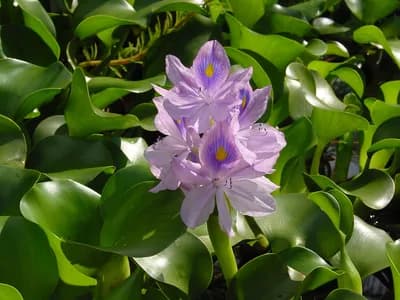 Water Hyacinth (Eichhornia crassipes)