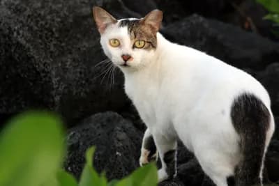 Feral Cat (Felis catus)