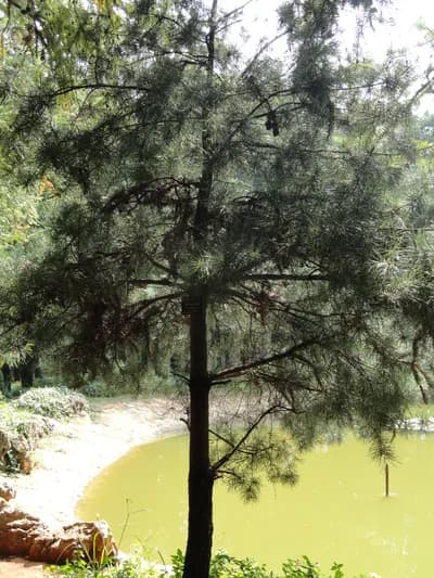 Kunming Botanical Garden, China