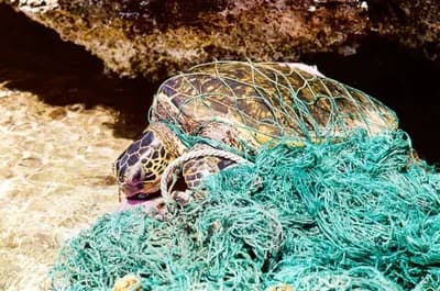 Abandoned Fishing Gear (Ghost Nets)