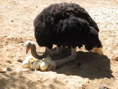 Species Survival Breeding Programmes