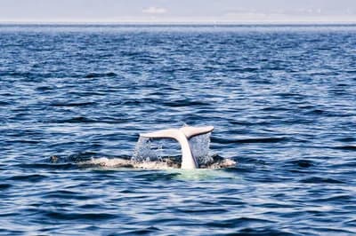 Tadoussac, Quebec, Canada