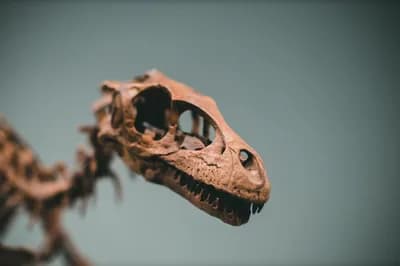 #2 Cretaceous-Paleogene Extinction (66 million years ago) — Top 10 Worst Extinction Events in History