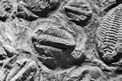 Ordovician-Silurian Extinction (445 million years ago)