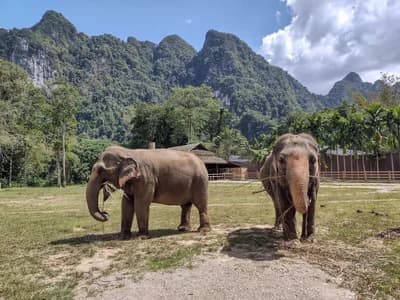 Elephant Tourism in Southeast Asia