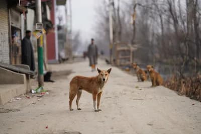 Culling of Stray Animals in Developing Nations