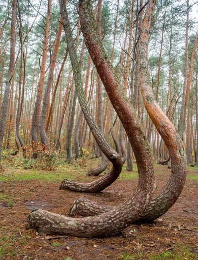 Crooked Forest, Poland