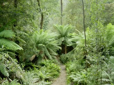 Tarkine Rainforest, Tasmania, Australia