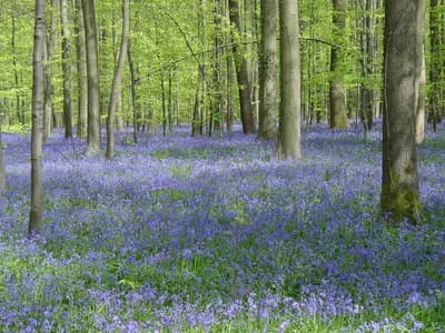 Hallerbos (Blue Forest), Belgium