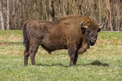 European Bison Reintroduction, Romania