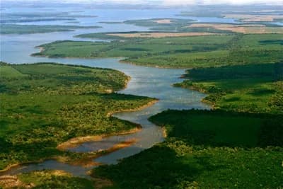 Iberá Wetlands Jaguar Reintroduction, Argentina