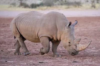 White Rhino Rewilding, Mozambique