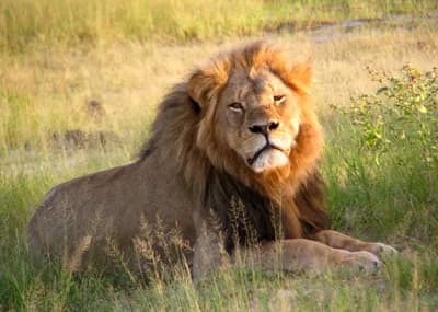 Cecil the Lion and the Global Backlash