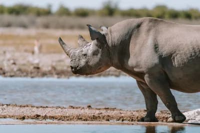 Black Rhino Hunting Permits in Namibia