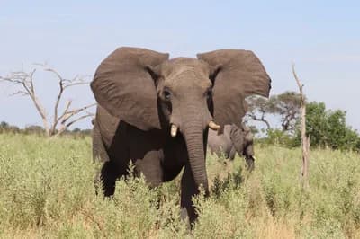 Elephant Hunting Quotas in Botswana