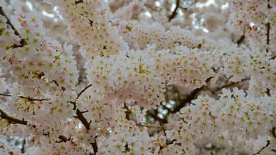 Cherry Blossom Season (Washington, D.C.)