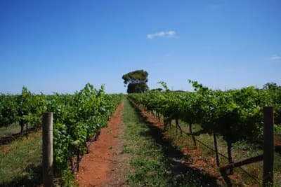 Coonawarra