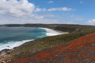 Kangaroo Island Wildlife
